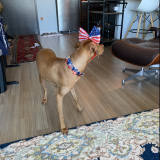 Patriotic Pup in the Living Room