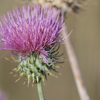 Vibrant Purple Thistle Blooming at Mount Diablo