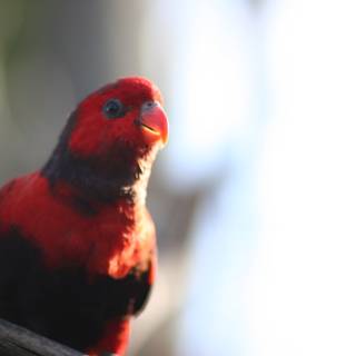 Red Parakeet on a Branch