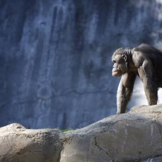 Chimpanzee King of the Rock