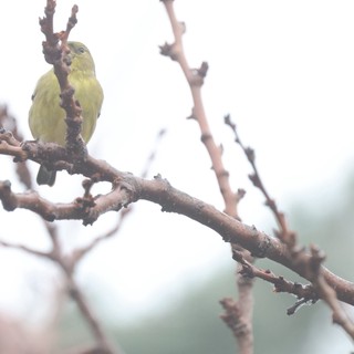 Yellow Finch Perched on Winter Branch