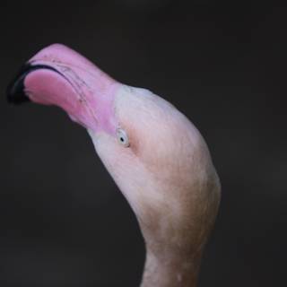 Fiery Flamingo Beak