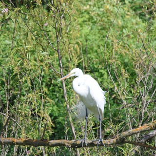 Great Egret Perched Among Spring Willow Branches