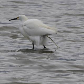 Elegant Egret in San Pablo Bay