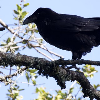 Raven Perched on Lichen-Covered Oak Branch