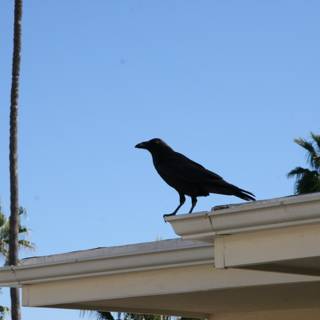 Perched Crow