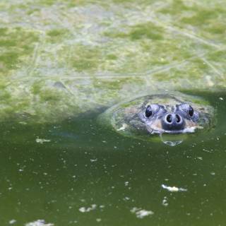 Peekaboo from the Pond – A Turtle Emerges