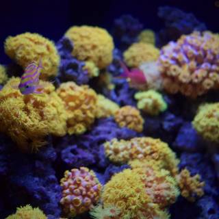 Vivid Depths: The Colorful Ecosystem of Coral Reefs
