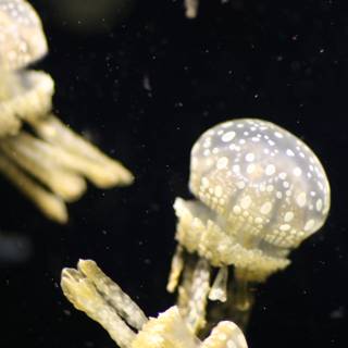 Majestic Jellyfish Duo