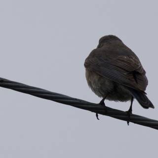 Perched on a Wire