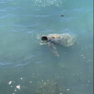 Majestic Sea Turtle in Waikiki Beach