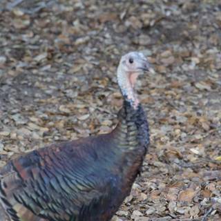 **Wild Majesty in Carmel Valley**