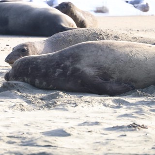 Elephant Seals Resting on Drakes Beach Sand