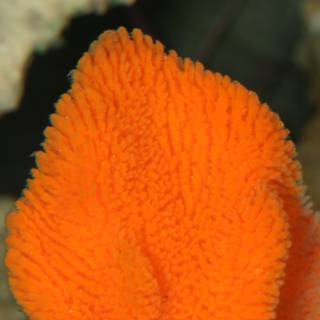 Vibrant Orange Coral in Underwater Aquarium