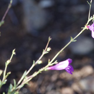Delicate Purple Wildflowers Blooming on Rocky Hillside