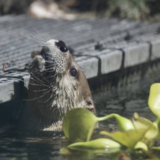 Curious River Otter