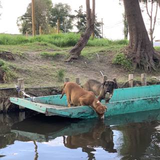 Dog Drinking from a Boat in the Water