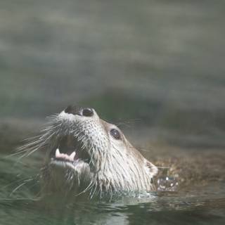 Curious Otter Emerges