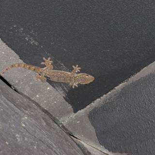Gecko Protruding