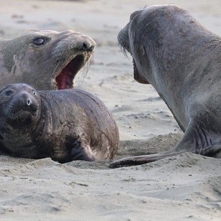 Elephant Seal Pup Drama at Drakes Beach