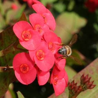 Buzzing on Begonias