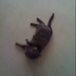 Lazy Black Kitten