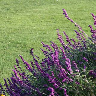Purple Snapdragons in the Green Grass