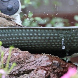 House Sparrow Bathing in Garden Birdbath