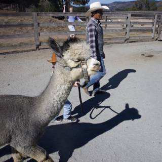 Llama Stroll Under the Ranch Sun