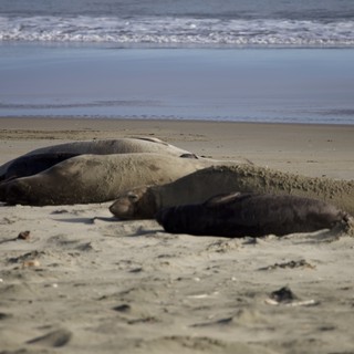 Elephant Seals Resting on Drakes Beach Shore
