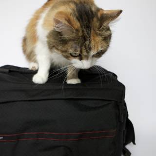 Cat on a Black Bag