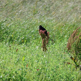 Red-Winged Blackbird Perched Among Prairie Wildflowers