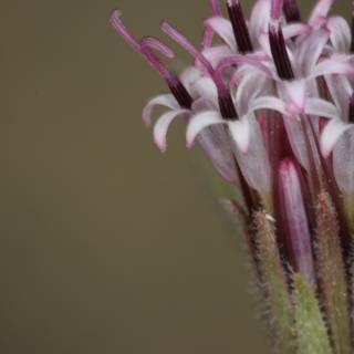 Close-up of a Geranium Flower with Abundant Pollen