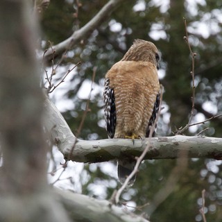 Red-shouldered Hawk Perched on Winter Branch