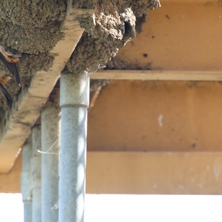 Cliff Swallows Building Mud Nest Under Wooden Structure
