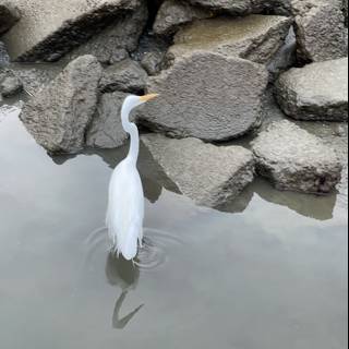 Elegant Great Egret on the Rocky Pond