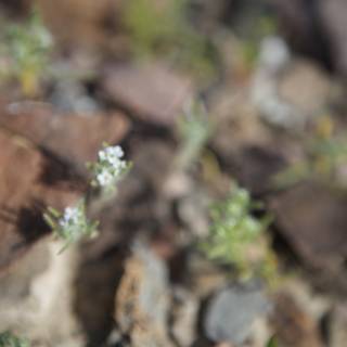 Blooming Beauty on Rocky Terrain