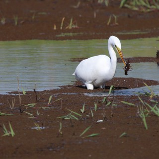 Great Egret Hunting with Crayfish in Wetland Shallows