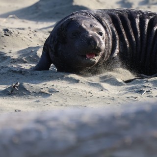 Northern Elephant Seal Pup Resting on Sandy Beach