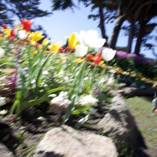 Golden Gate Bloom: A Display of Flora