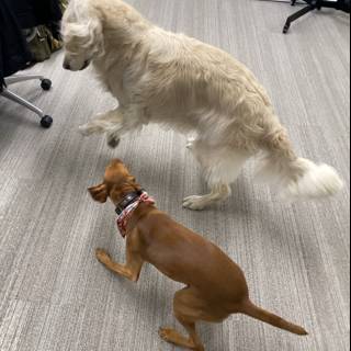 Two Dogs Having a Ball in the Office