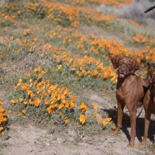 A Canine Adventure in a Field of Orange Flowers