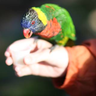 Colorful Parrot Perched on a Hand