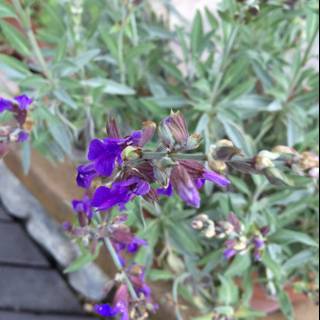 Purple Geraniums in Full Bloom