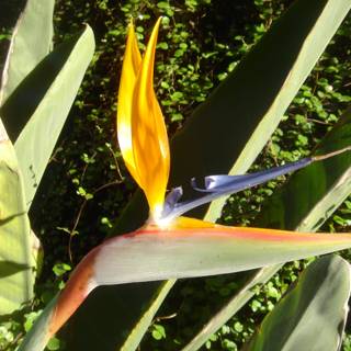 A Blooming Bird of Paradise