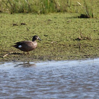 Blue-winged Teal Duck at Wetland Edge