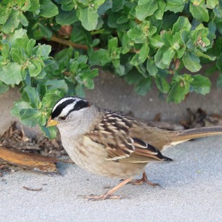 White-Crowned Sparrow Foraging Near Coastal Vegetation