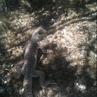 Ground-Dwelling Lizard in the Southwest