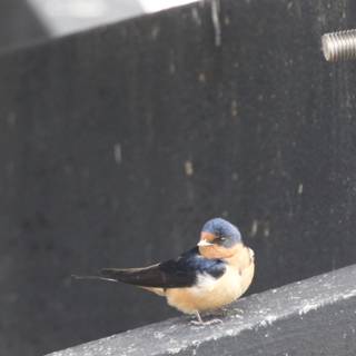 Swallows in the Industrial Wild