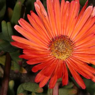 Orange Treasure Flower